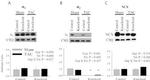 Sodium/Calcium Exchanger Antibody in Western Blot (WB)