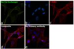 Sodium/Calcium Exchanger Antibody in Immunocytochemistry (ICC/IF)