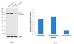 ATP1A1 Antibody