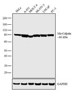 Mu-Calpain Antibody in Western Blot (WB)