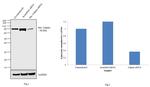 Mu-Calpain Antibody in Western Blot (WB)