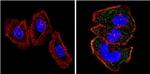 RASA1 Antibody in Immunocytochemistry (ICC/IF)