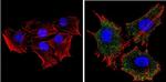 RASA1 Antibody in Immunocytochemistry (ICC/IF)