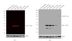 GST Tag Antibody in Western Blot (WB)