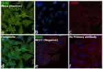 CD44 Antibody in Immunocytochemistry (ICC/IF)