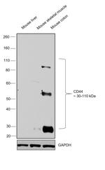 CD44 Antibody in Western Blot (WB)