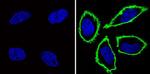 CD44 Antibody in Immunocytochemistry (ICC/IF)