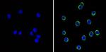 CD44 Antibody in Immunocytochemistry (ICC/IF)