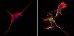 CD44 Antibody in Immunocytochemistry (ICC/IF)