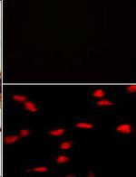 SETD8 Antibody in Immunocytochemistry (ICC/IF)