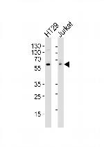 SRC Antibody in Western Blot (WB)