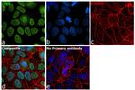 CTCF Antibody in Immunocytochemistry (ICC/IF)