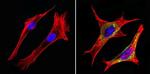 MUC1 Antibody in Immunocytochemistry (ICC/IF)