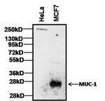 MUC1 Antibody in Western Blot (WB)