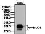 MUC1 Antibody in Western Blot (WB)