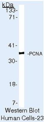 PCNA Antibody in Western Blot (WB)