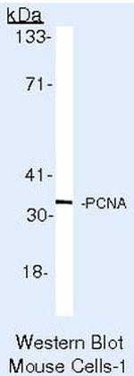 PCNA Antibody in Western Blot (WB)