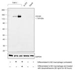 CD163 Antibody in Western Blot (WB)