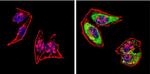 CDK1 Antibody in Immunocytochemistry (ICC/IF)