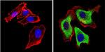 CDK1 Antibody in Immunocytochemistry (ICC/IF)