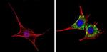 CDK1 Antibody in Immunocytochemistry (ICC/IF)