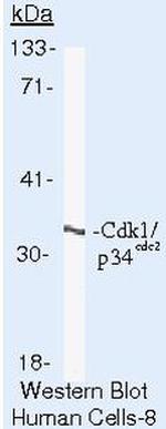 CDK1 Antibody in Western Blot (WB)