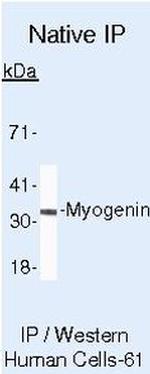 Myogenin Antibody in Immunoprecipitation (IP)