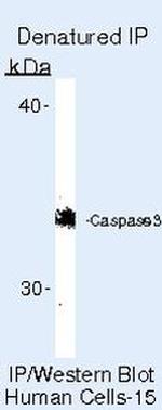 Caspase 3 Antibody in Immunoprecipitation (IP)