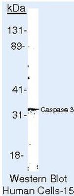 Caspase 3 Antibody in Western Blot (WB)