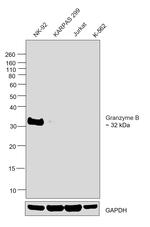 Granzyme B Antibody in Western Blot (WB)