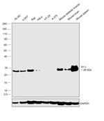 Bcl-2 Antibody