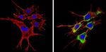 CD24 Antibody in Immunocytochemistry (ICC/IF)