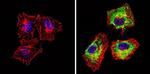 Actin Antibody in Immunocytochemistry (ICC/IF)