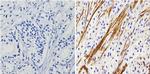 Actin Antibody in Immunohistochemistry (Paraffin) (IHC (P))