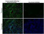 Vimentin Antibody in Immunohistochemistry (Paraffin) (IHC (P))