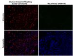 Vimentin Antibody in Immunohistochemistry (Paraffin) (IHC (P))