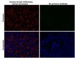 Vimentin Antibody in Immunohistochemistry (Paraffin) (IHC (P))