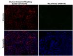 Vimentin Antibody in Immunohistochemistry (Paraffin) (IHC (P))