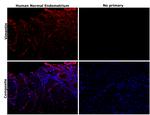 Vimentin Antibody in Immunohistochemistry (Paraffin) (IHC (P))