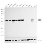 Vimentin Antibody