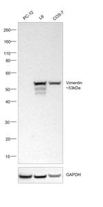 Vimentin Antibody in Western Blot (WB)