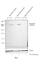 Fibronectin Antibody in Western Blot (WB)