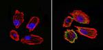 GFAP Antibody in Immunocytochemistry (ICC/IF)