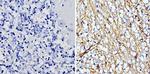 GFAP Antibody in Immunohistochemistry (Paraffin) (IHC (P))