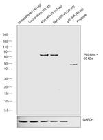 c-Myc Antibody in Western Blot (WB)