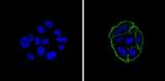 EpCAM Antibody in Immunocytochemistry (ICC/IF)