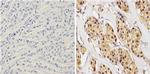 alpha Synuclein Antibody in Immunohistochemistry (Paraffin) (IHC (P))