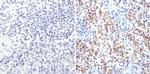 CD235a Antibody in Immunohistochemistry (Paraffin) (IHC (P))