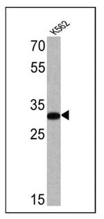 CD235a Antibody in Western Blot (WB)