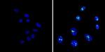 NPM1 Antibody in Immunocytochemistry (ICC/IF)